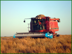 Combining Camper Little Bluestem